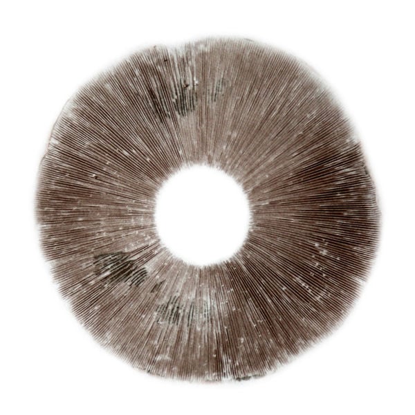 Full Moon Party (spore print on foil)