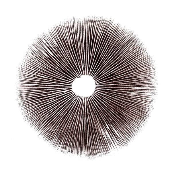 Hualta Spore Print