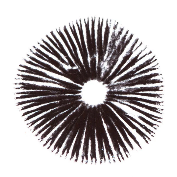 Golden Teacher Spore Print