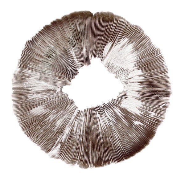 Ecuadorian Spore Print