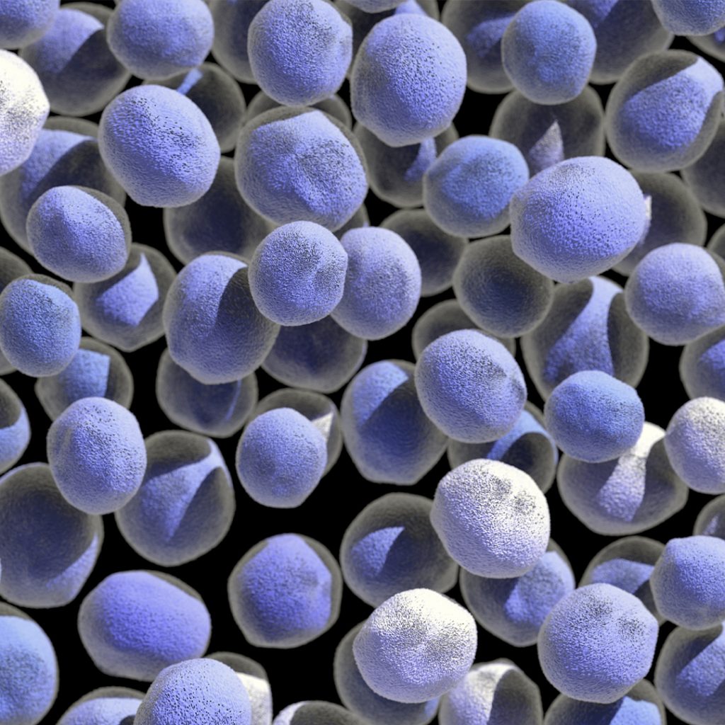 Spore mycology under a microscope
